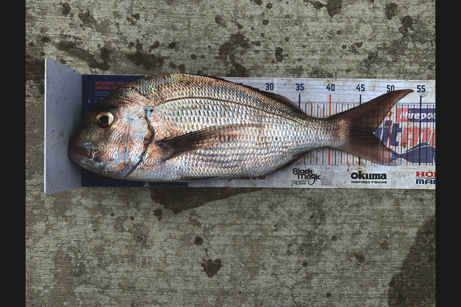 Mark Piskulic caught this 47.0cm Snapper at Northland during The Export NZ Fishing Competition